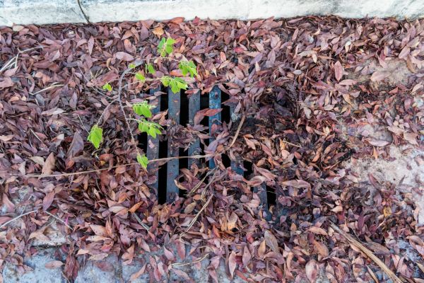 Cost of Yard Drain Unclogging in Lynnwood